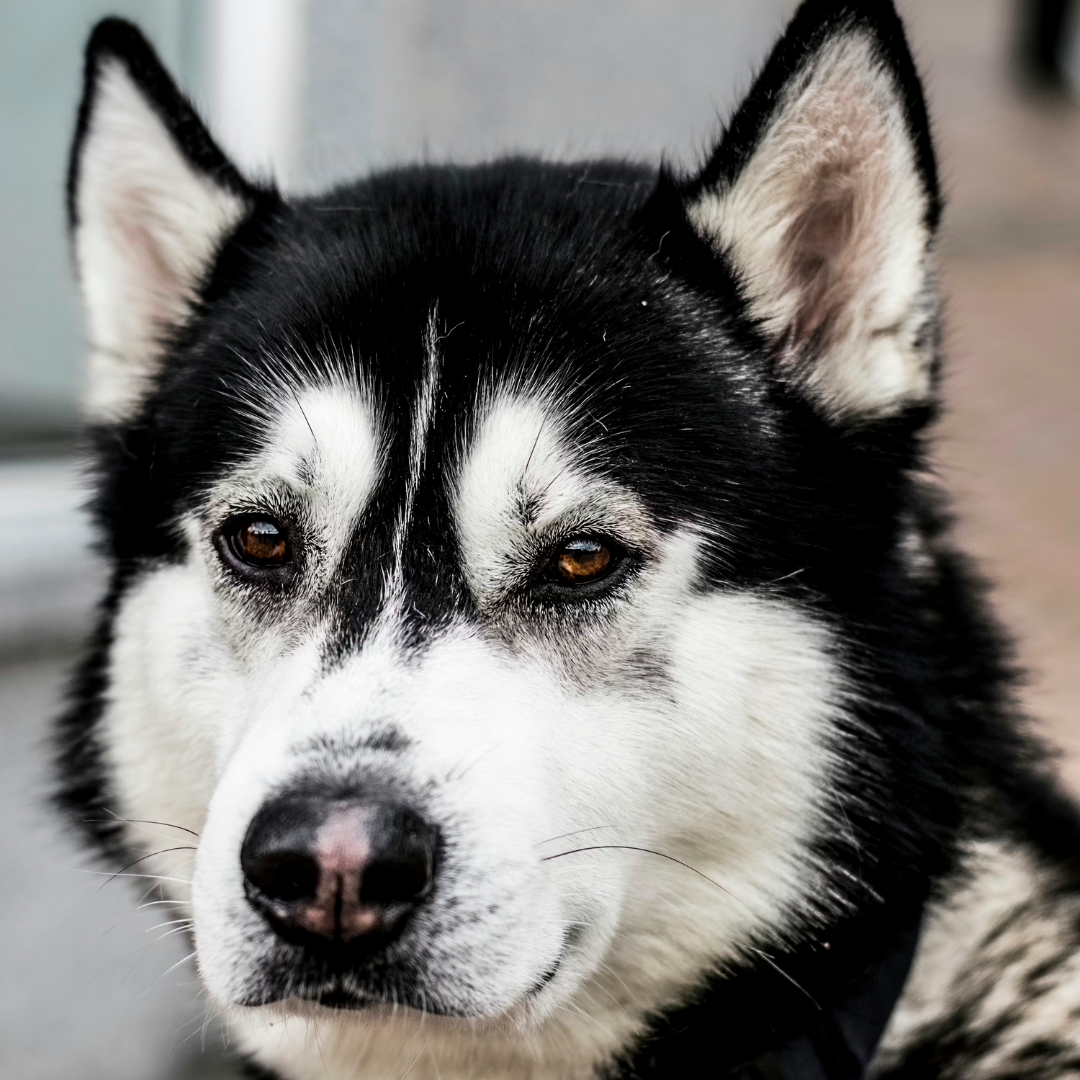 <em>Carlos Daniel. O</em>